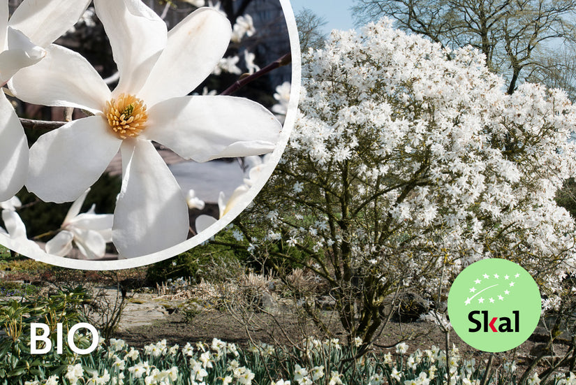 Biologische Stermagnolia (Wit) Struik vorm - Magnolia stellata