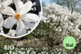 Biologische Stermagnolia (Wit) Struik vorm - Magnolia stellata
