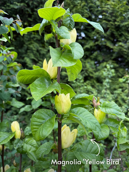 Gele Beverboom - Magnolia 'Yellow Bird'