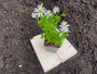 margriet leucanthemum alaska in P9 pot