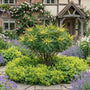 volwassen Mahonia eurybracteata 'Soft Caress'