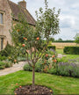volgroeide halfstam Malus domestica 'Bramley's Seedling' met rijpe appels