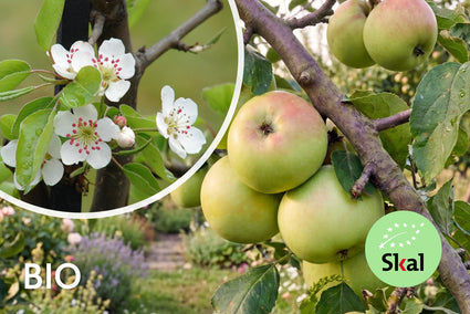 Biologisch Appelboom - Malus domestica 'Doucette Noën'