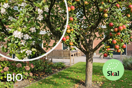 Biologisch Appelboom - Malus domestica 'Kermerien'