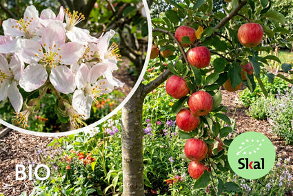 Biologische Appelboom - Malus domestica 'Red Delcorf'
