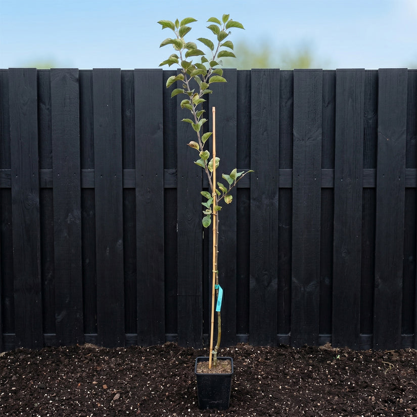 Biologische appelboom - Malus domestica 'Rode Boskoop'