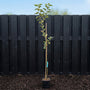 Biologische appelboom - Malus domestica 'Rode Boskoop'