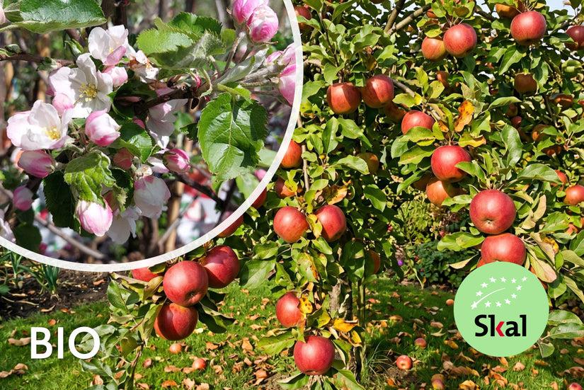 Biologische appelboom - Malus domestica 'Rode Boskoop'