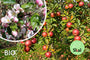 Biologische appelboom - Malus domestica 'Rode Boskoop'