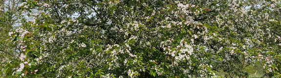Wilde appel - Malus sylvestris