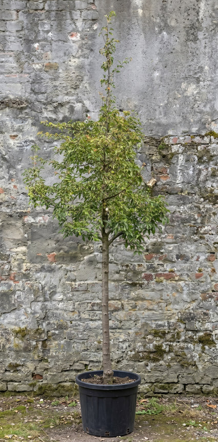 Sierappel (Hoogstam) - Malus toringo 'Brouwers Beauty'