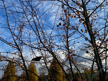 Sierappel - Malus toringo 'Brouwers Beauty' hoogstam boom