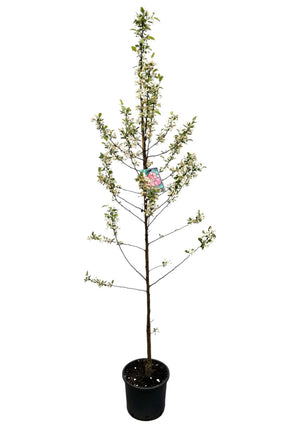 Zuilvorm C10 200-250 cm