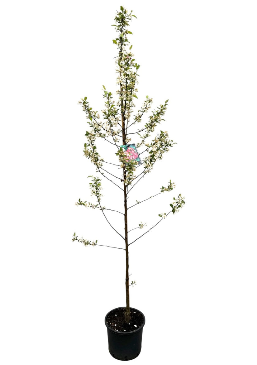 Meerstammige Sierappel (Oranje/Rood) - Malus 'Evereste' boom