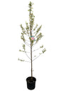 Meerstammige Sierappel (Oranje/Rood) - Malus 'Evereste' boom