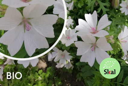 Biologisch Muskuskaasjeskruid - Malva moschata 'Alba'