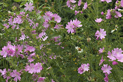 Muskuskaasjeskruid - Malva moschata 'Rosea'