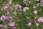 Muskuskaasjeskruid - Malva moschata 'Rosea'