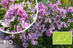 Biologisch Muskuskaasjeskruid - Malva moschata