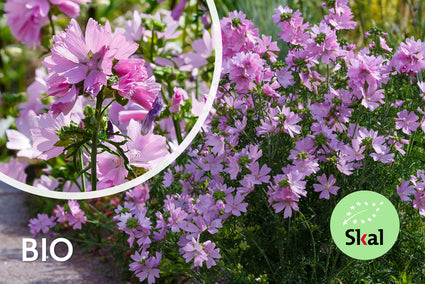 Biologisch Muskuskaasjeskruid - Malva moschata