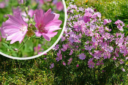 Muskuskaasjeskruid - Malva moschata