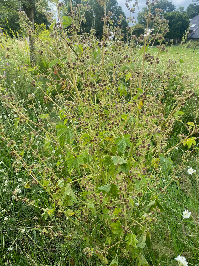 Groot kaasjeskruid - Malva sylvestris