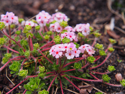 Mansschild - Androsace sarmentosa 'Chumbyi'