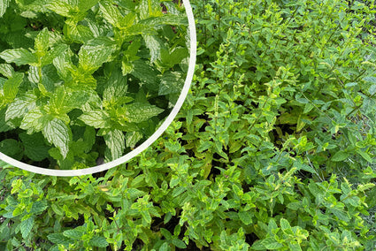 Marokkaanse munt - Mentha spicata 'Maroccan'