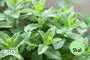 Biologische Groene munt - Mentha spicata 'Spearmint'