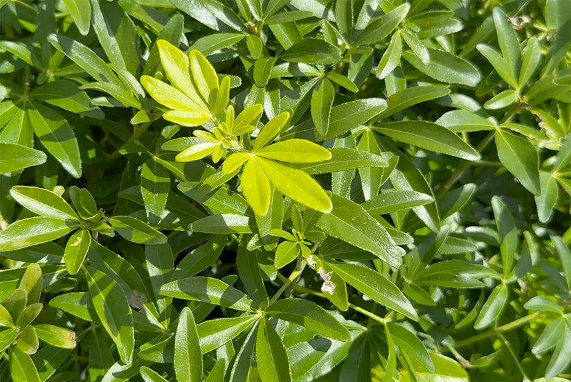 Mexicaanse oranjebloesem - Choisya ternata 'Greenfingers'