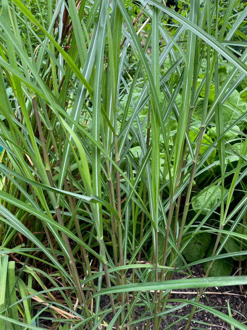 Prachtriet - Miscanthus sinensis 'Ferner Osten'