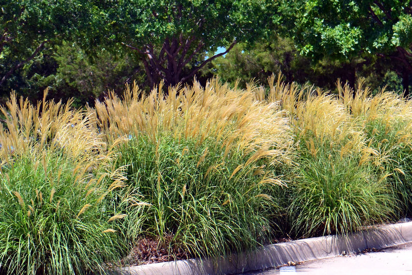 Biologisch Prachtriet - Miscanthus sin. 'Silberspinne'