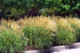 Biologisch Prachtriet - Miscanthus sin. 'Silberspinne'