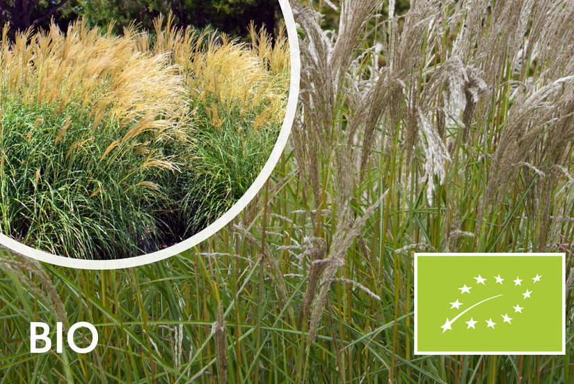 Biologisch Prachtriet - Miscanthus sin. 'Silberspinne'