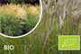 Biologisch Prachtriet - Miscanthus sin. 'Silberspinne'