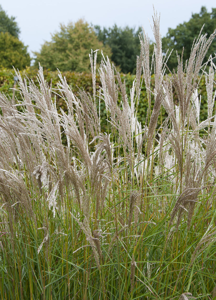Biologisch Prachtriet - Miscanthus sin. 'Silberspinne'
