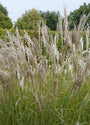 Biologisch Prachtriet - Miscanthus sin. 'Silberspinne'