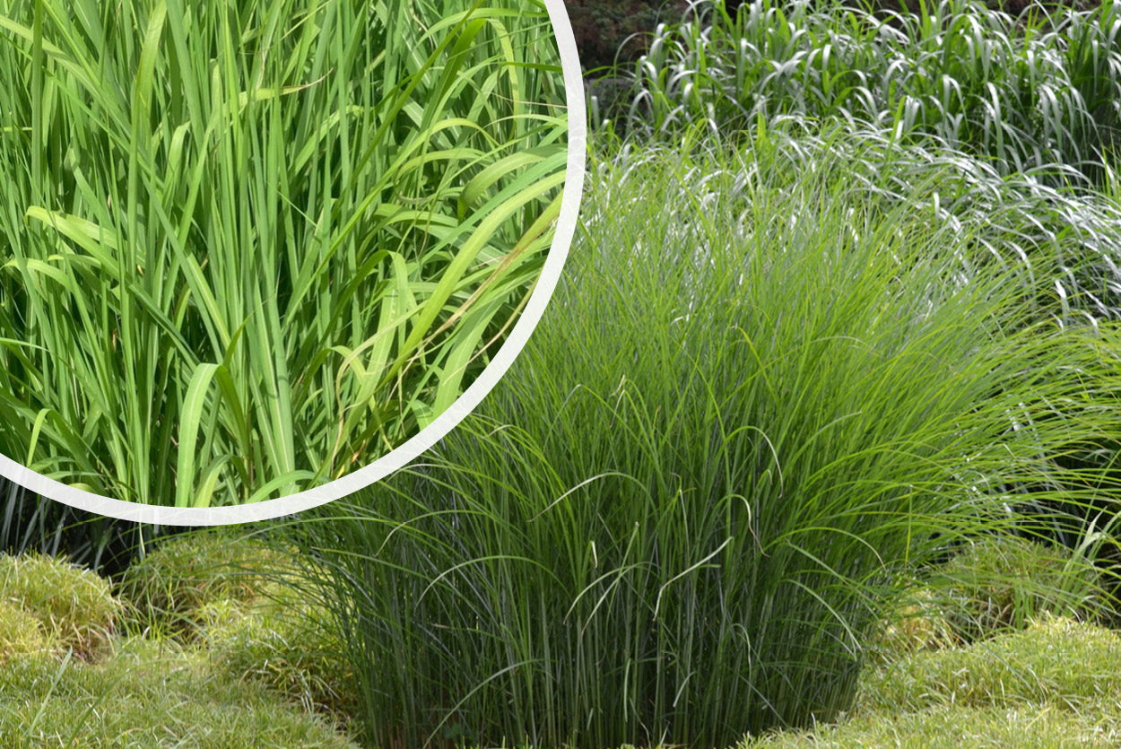 Miscanthus sinensis 'Gracillimus' siergras plant 1,50 meter kopen