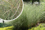 Prachtriet - Miscanthus sinensis 'Morning Light'