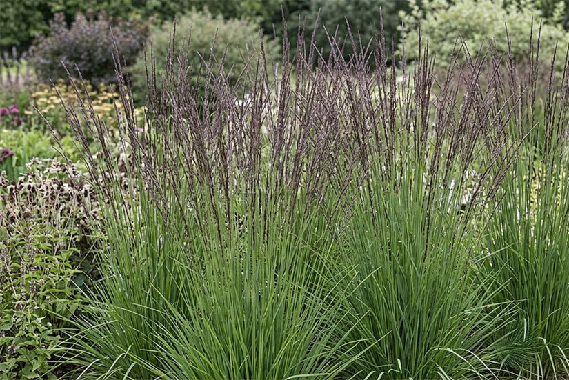 Pijpestrootje - Molinia caerulea 'Dauerstrahl'