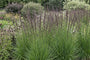 Pijpestrootje - Molinia caerulea 'Dauerstrahl'