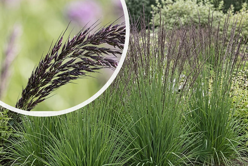 Pijpestrootje - Molinia caerulea 'Dauerstrahl'