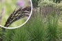 Pijpestrootje - Molinia caerulea 'Dauerstrahl'
