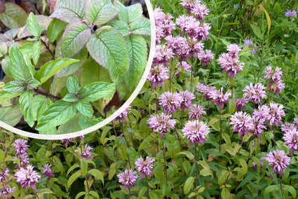 Bergamotplant - Monarda 'Beauty of Cobham'