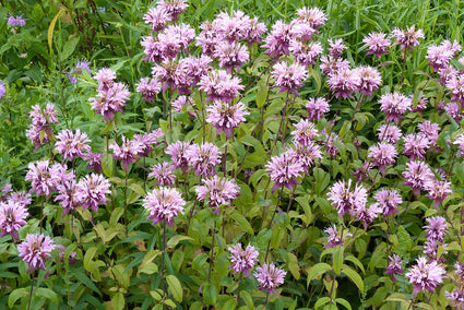 Bergamotplant - Monarda 'Beauty of Cobham'