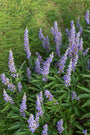 Monnikspeper - Vitex agnus castus