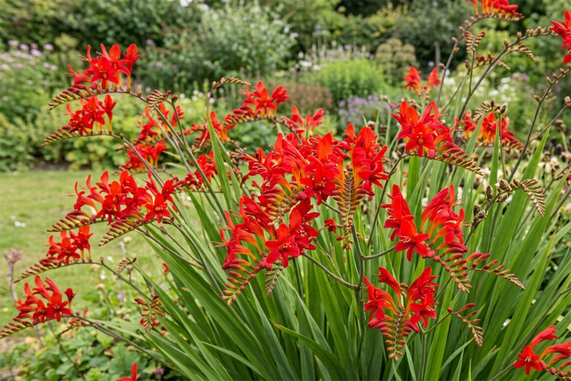Montbretia - Crocosmia 'Carmine Brilliant'