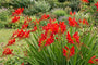 Montbretia - Crocosmia 'Carmine Brilliant'