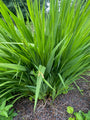 Montbretia - Crocosmia 'Lucifer' TIP