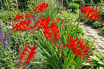 Montbretia - Crocosmia 'Red King'